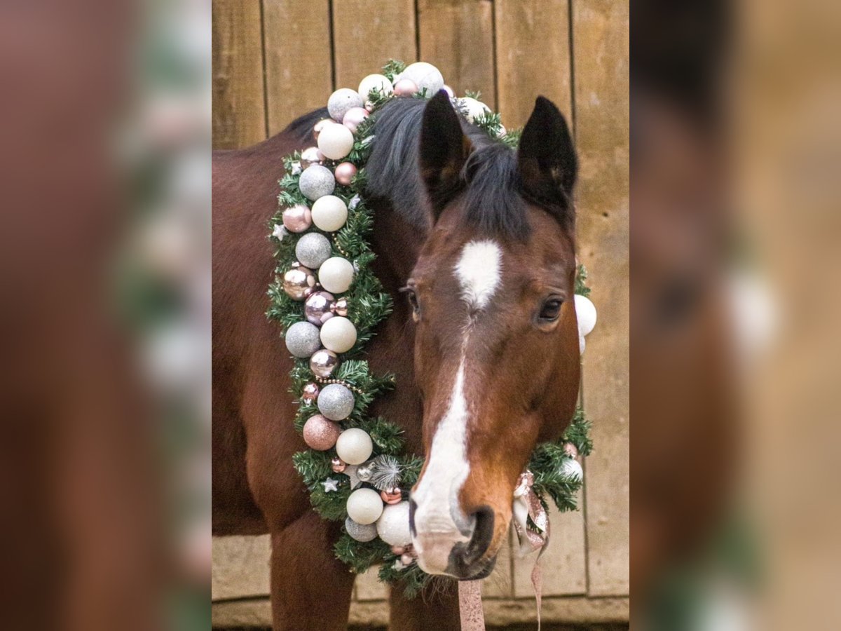 Oldenburg Mare 20 years 15,2 hh Brown in Hofgeismar