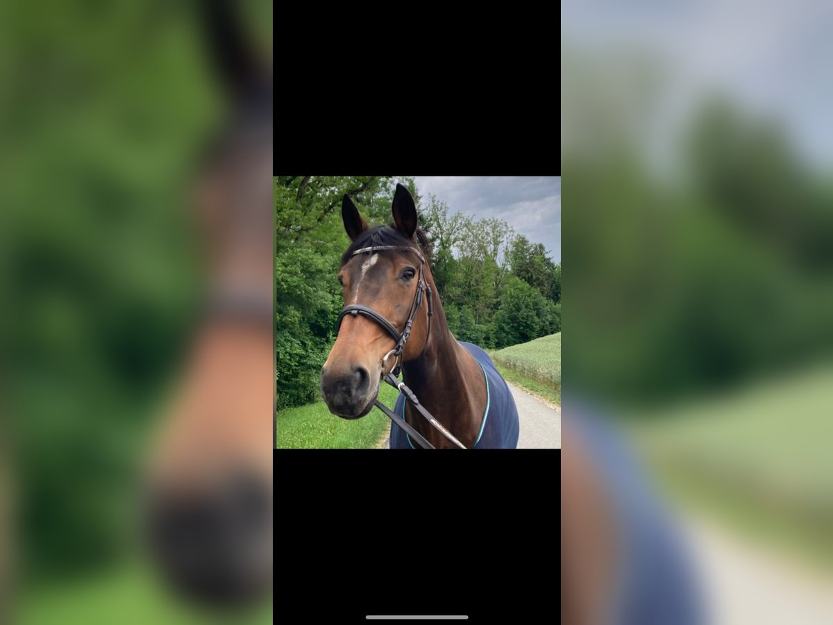 Oldenburg Mare 20 years 16,1 hh Brown in Oberrickenbach