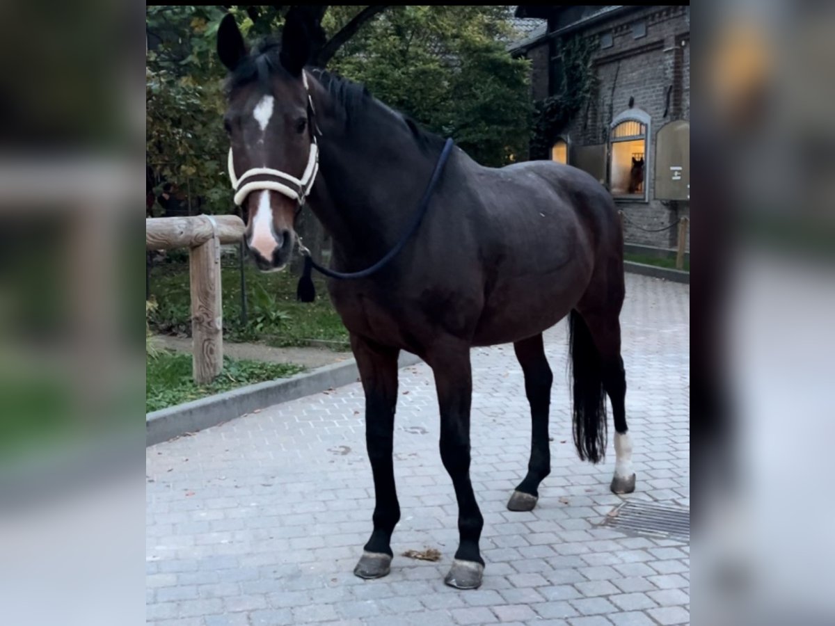 Oldenburg Mare 20 years 16,2 hh Brown in Wiesbaden