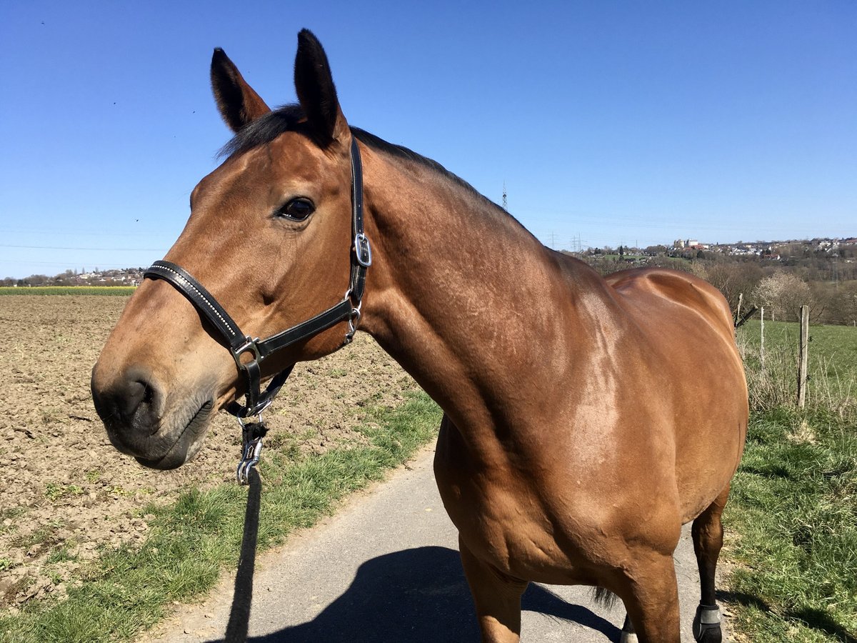 Oldenburg Mare 20 years 16,3 hh Brown in Quendorf