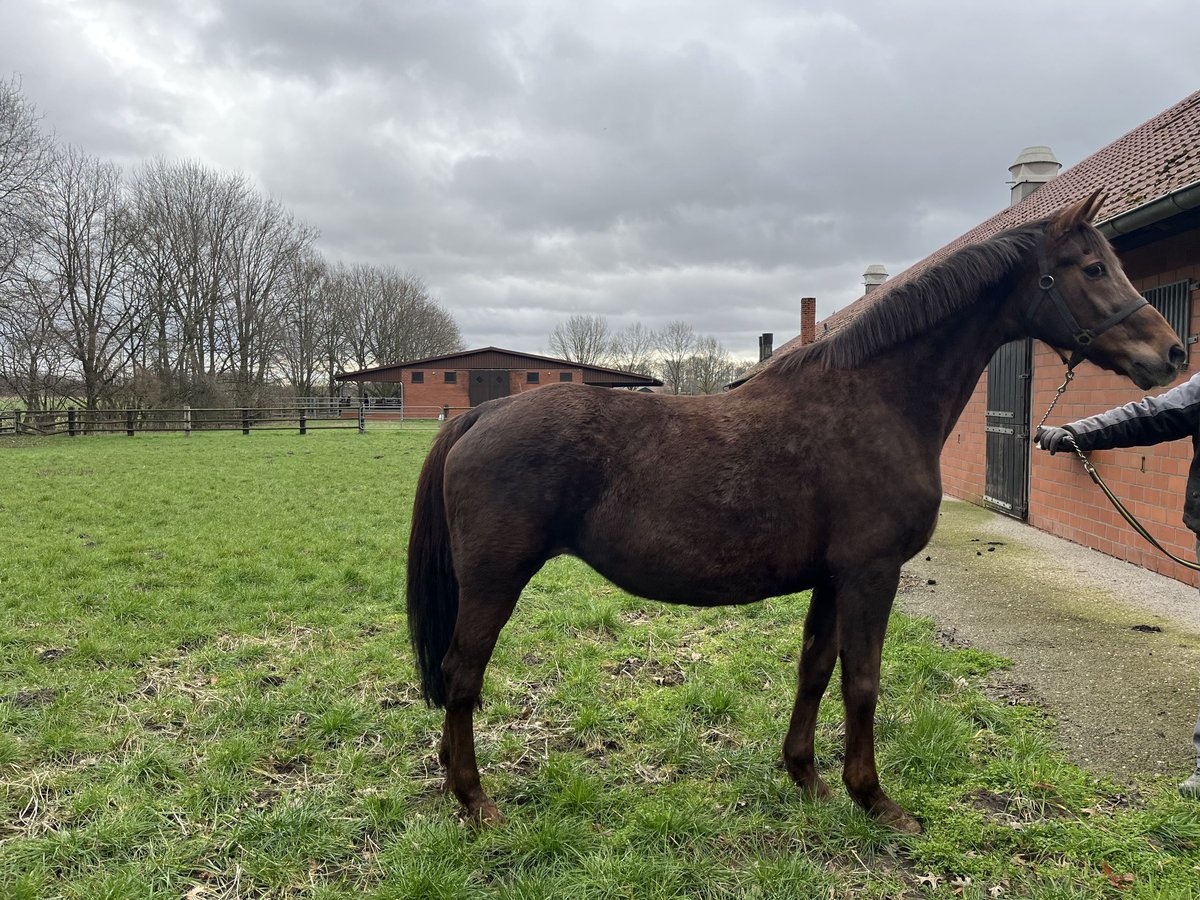 Oldenburg Mare 20 years Chestnut in Dinklage