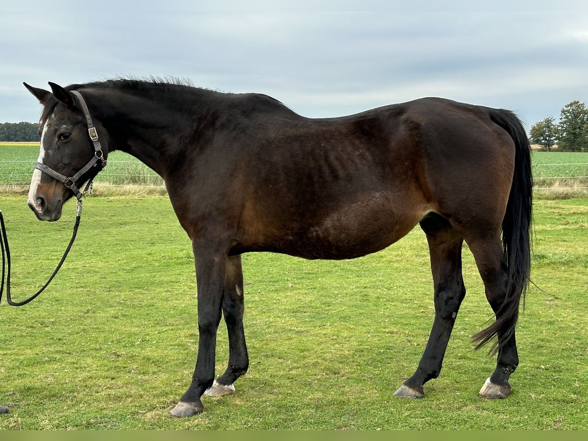 Oldenburg Mare 21 years 16,2 hh Brown in Twistringen