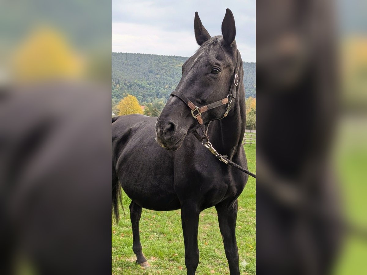 Oldenburg Mare 24 years 16,2 hh Black in Bad Neustadt an der Saale