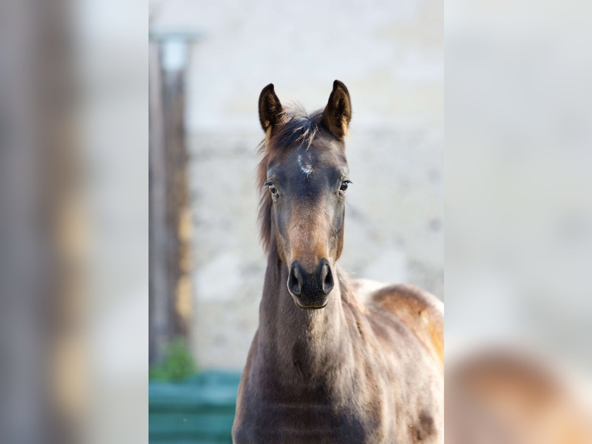 Oldenburg Mare 2 years 15,2 hh Bay-Dark in bag&#xE9; le chatel