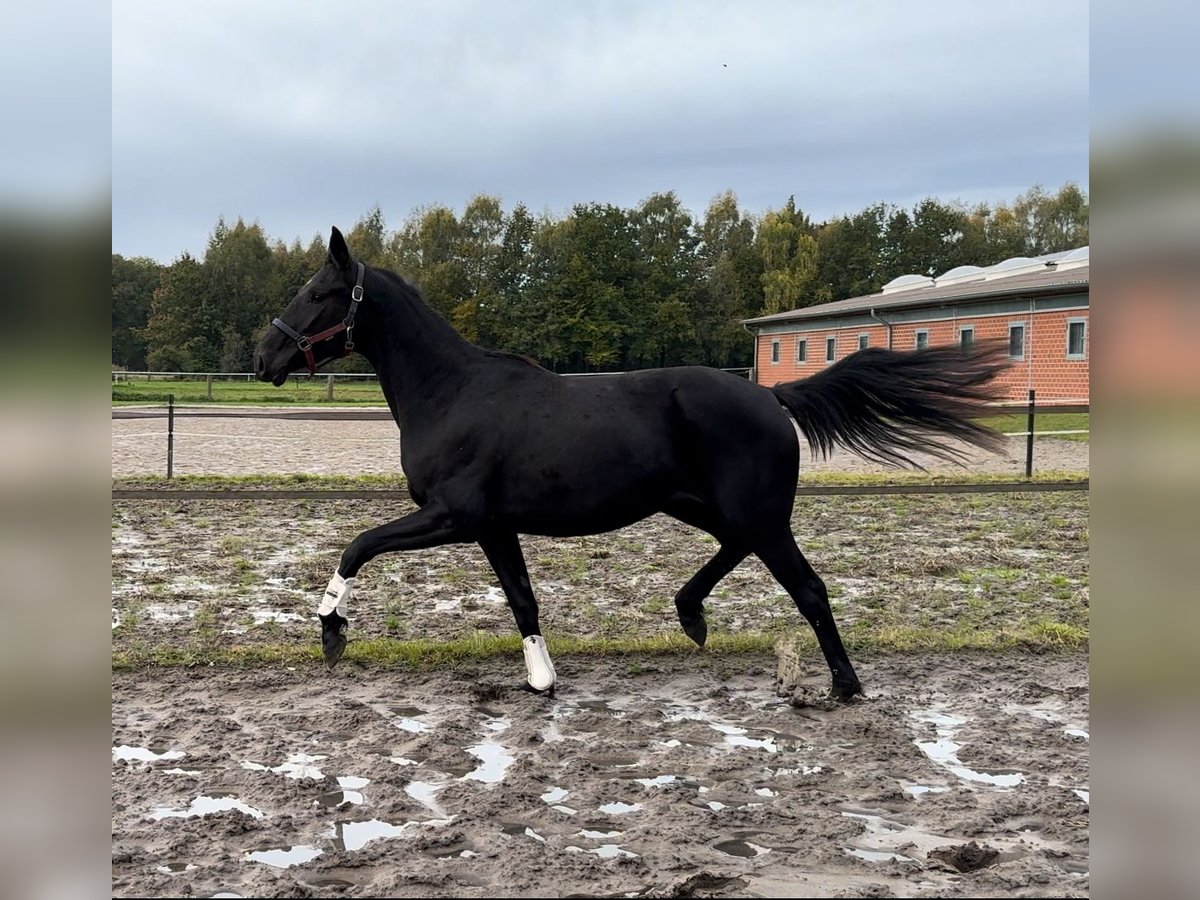 Oldenburg Mare 2 years 16,1 hh Black in Gehrde