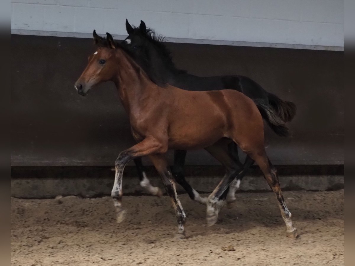 Oldenburg Mare 2 years 16,1 hh Brown in Bramsche