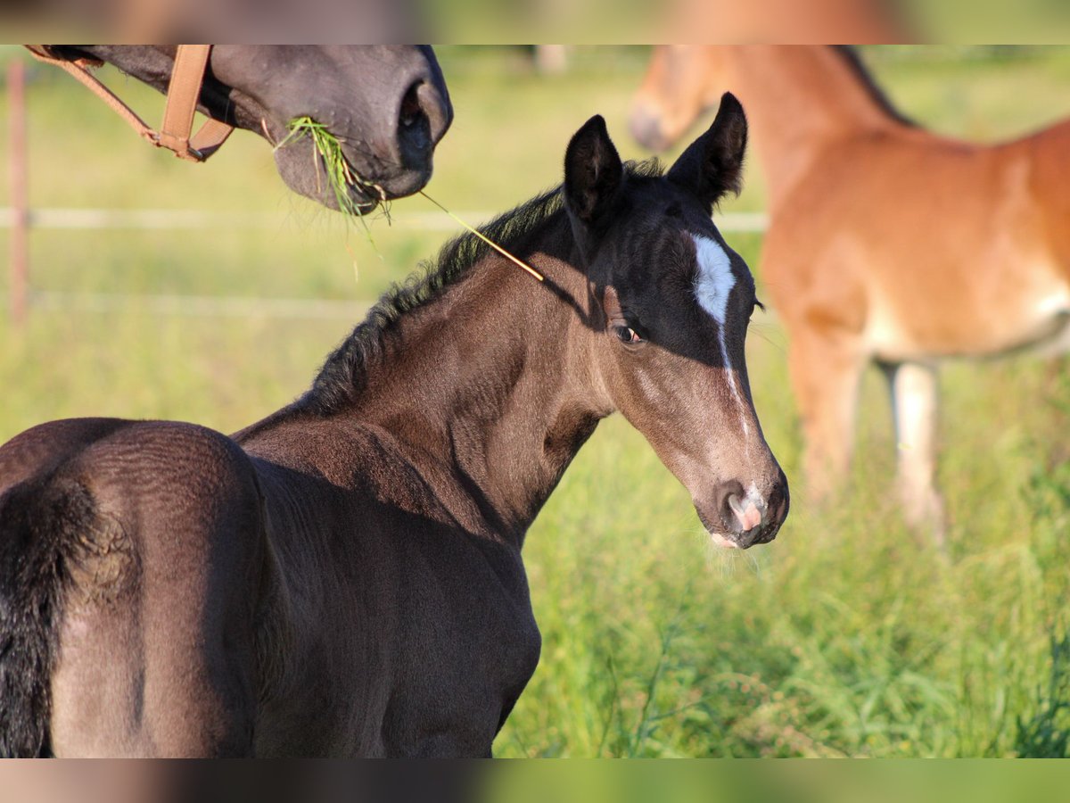 Oldenburg Mare 2 years 16,2 hh Black in Groß Roge