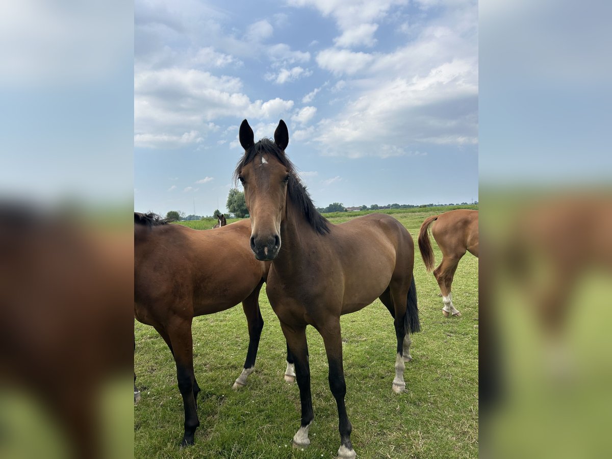 Oldenburg Mare 2 years 16,2 hh Brown in Wangerland Hohenkirchen