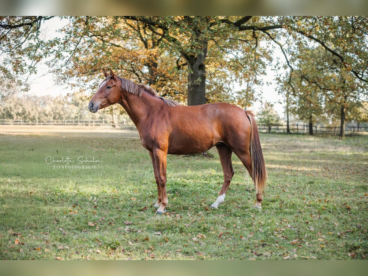 Oldenburg Mare 2 years 16,2 hh Chestnut in Wedemark