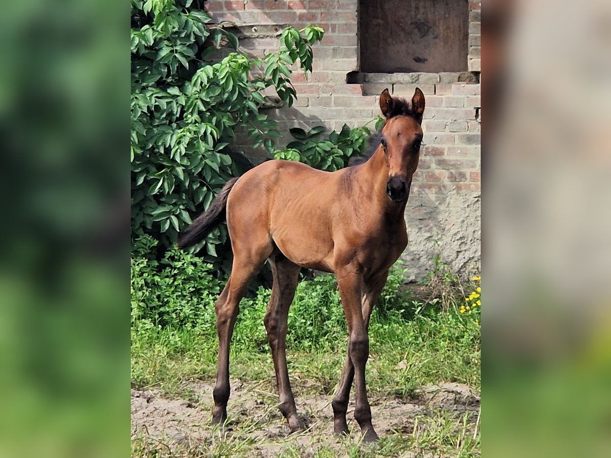 Oldenburg Mare 2 years 16,2 hh Smoky-Black in Ehrenburg