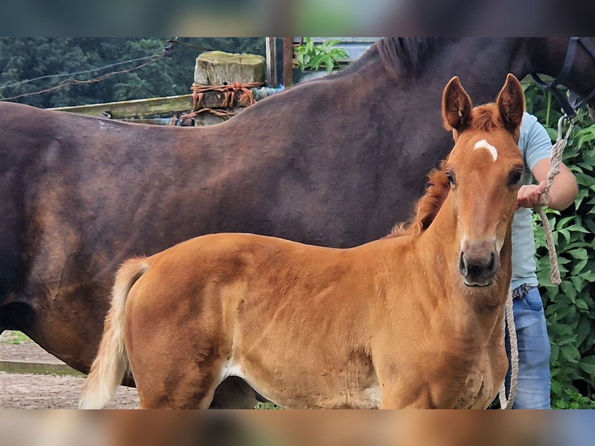 Oldenburg Mare 2 years 16,3 hh Chestnut in Ehrenburg