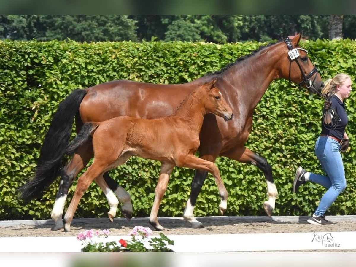 Oldenburg Mare 2 years 16 hh Brown in Groß Siegharts