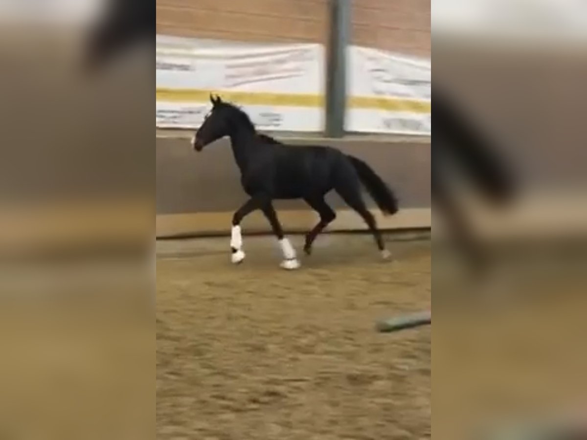 Oldenburg Mare 2 years 16 hh Smoky-Black in Alfhausen