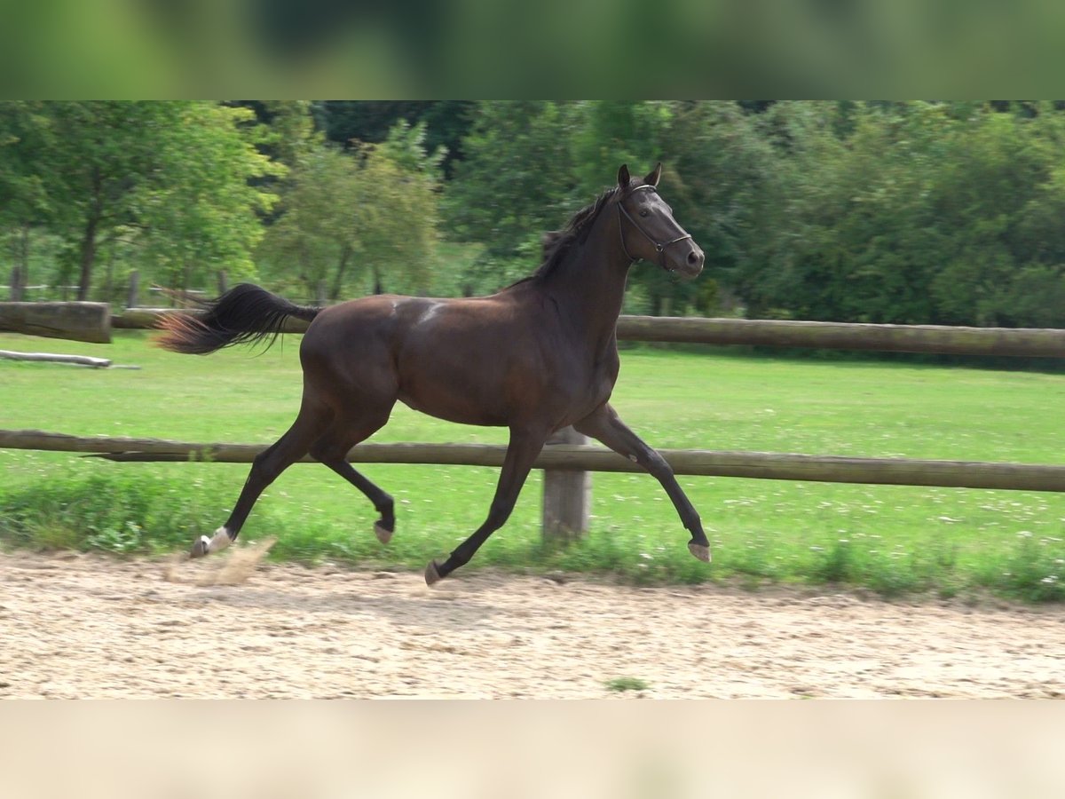Oldenburg Mare 2 years 16,1 hh Black in Straskov