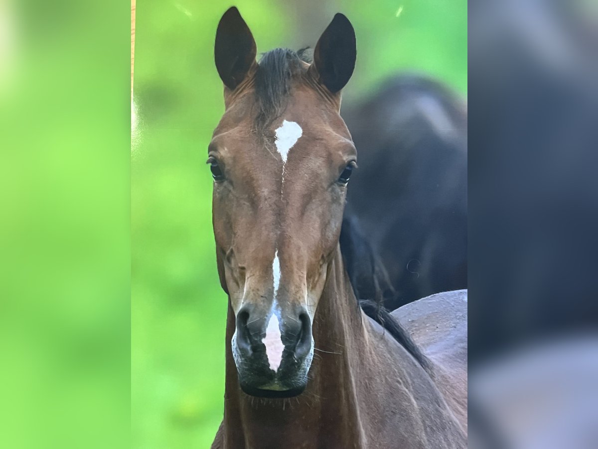 Oldenburg Mare 2 years 16,1 hh Brown in Blunk
