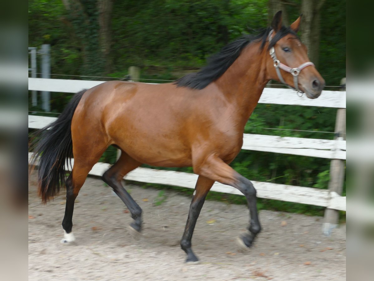 Oldenburg Mare 2 years 16,1 hh Brown in Greifenstein