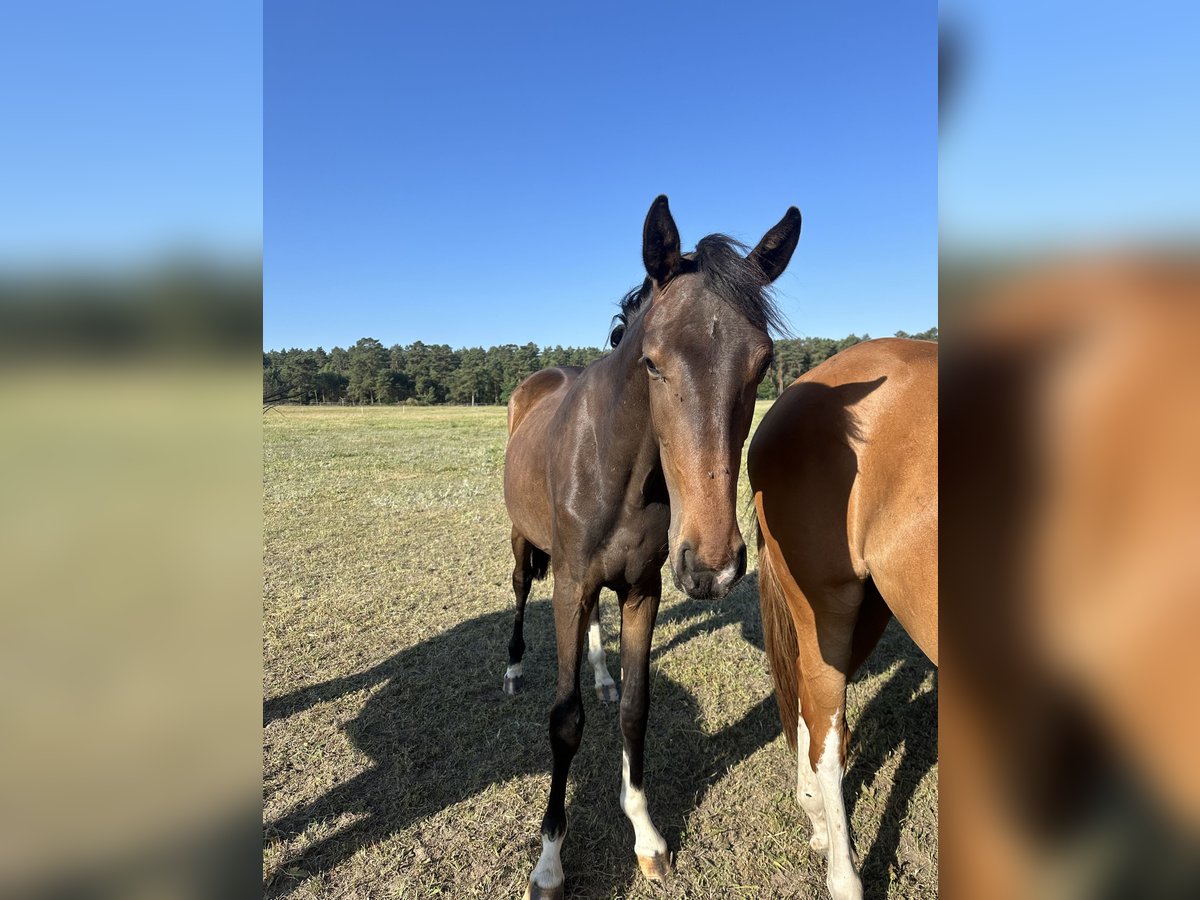 Oldenburg Mare 2 years 16,1 hh Brown in Niemegk