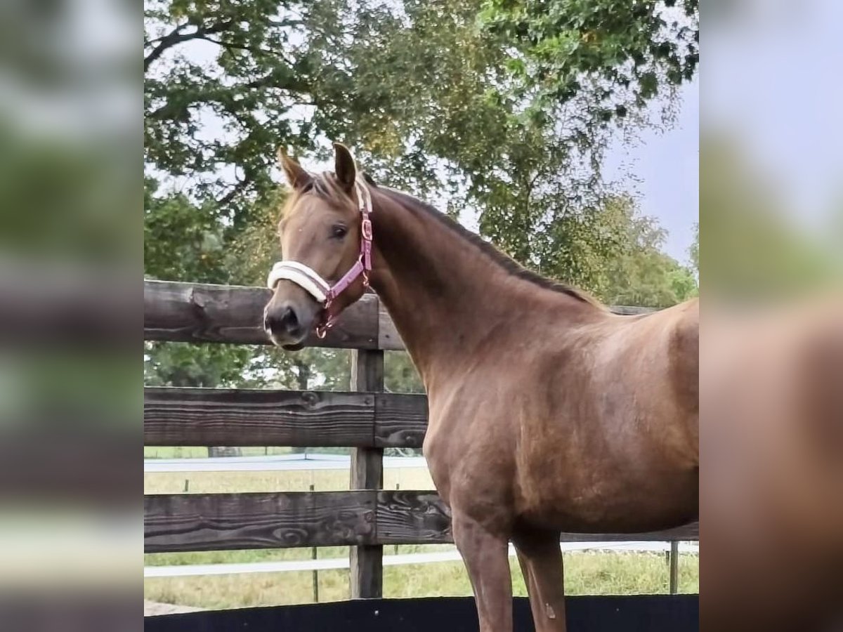 Oldenburg Mare 2 years 16,1 hh Chestnut in Wingst