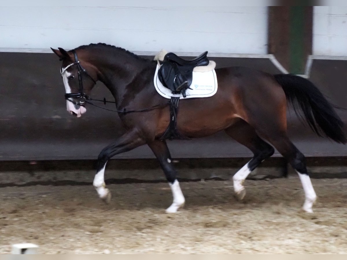 Oldenburg Mare 2 years 16,2 hh Bay-Dark in Bramsche