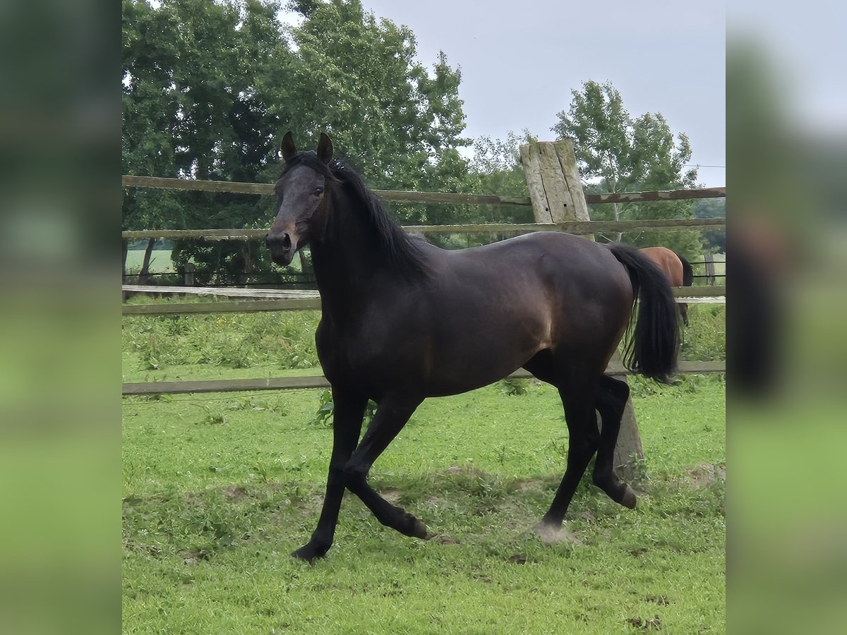 Oldenburg Mare 2 years 16,2 hh Smoky-Black in Ehrenburg