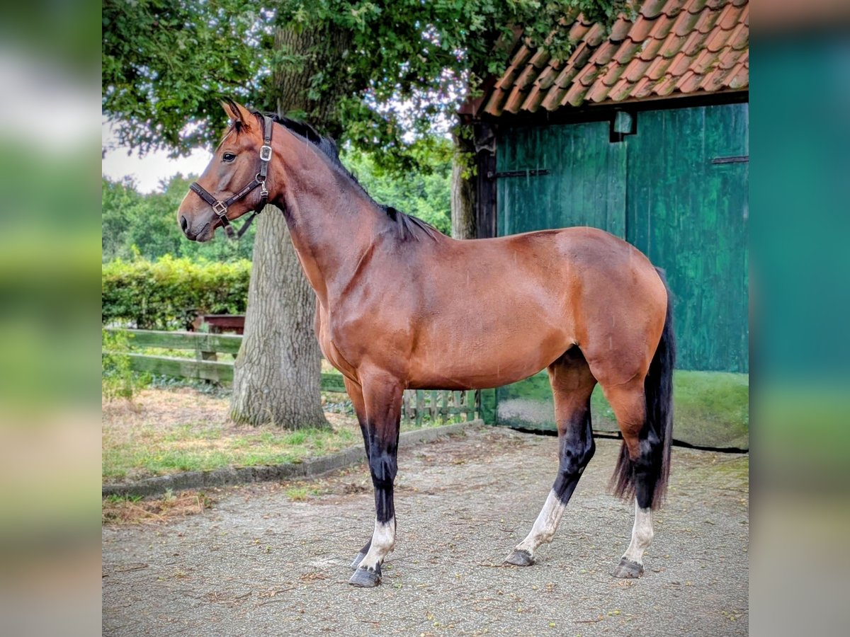 Oldenburg Mare 2 years 16,3 hh Bay-Dark in Gro&#xDF;enkneten