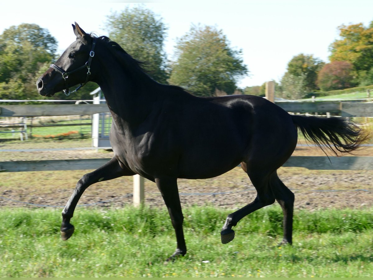 Oldenburg Mare 2 years 17 hh Black in Greifenstein