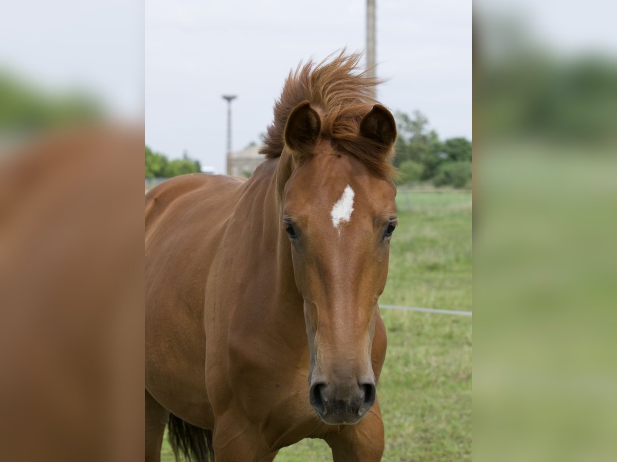 Oldenburg Mare 2 years 17 hh Chestnut-Red in Belgern