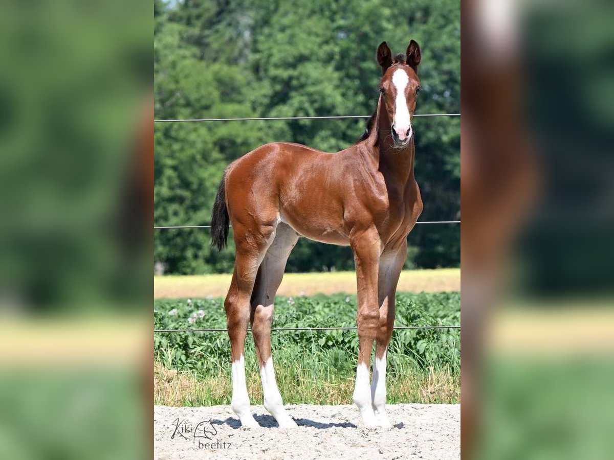 Oldenburg Mare 2 years 17,1 hh Brown in L&#xF6;ningen