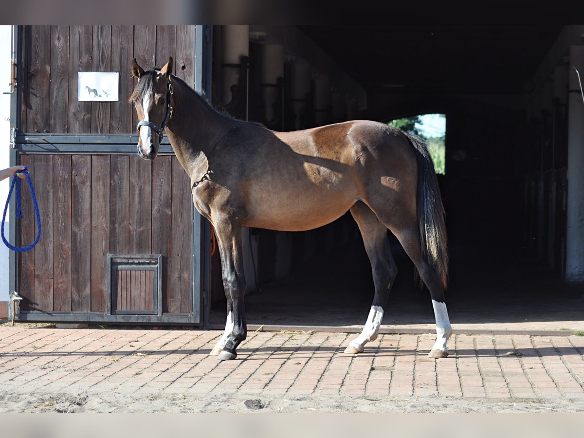 Oldenburg Mare 2 years Bay-Dark in Grabówka