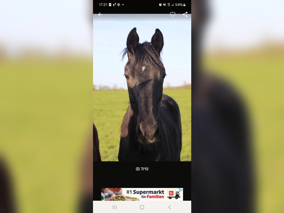 Oldenburg Mare 2 years Black in Altenberge