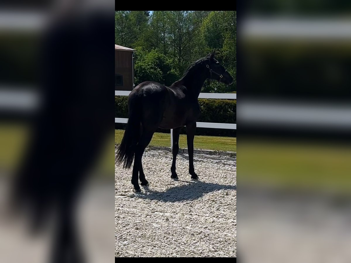 Oldenburg Mare 2 years Black in Niezabyszewo