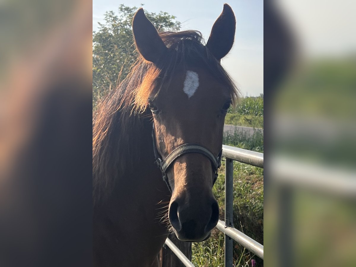 Oldenburg Mare 2 years Chestnut-Red in Dahlenburg