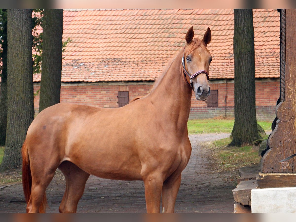 Oldenburg Mare 2 years in Neuenkirchen-V&#xF6;rden