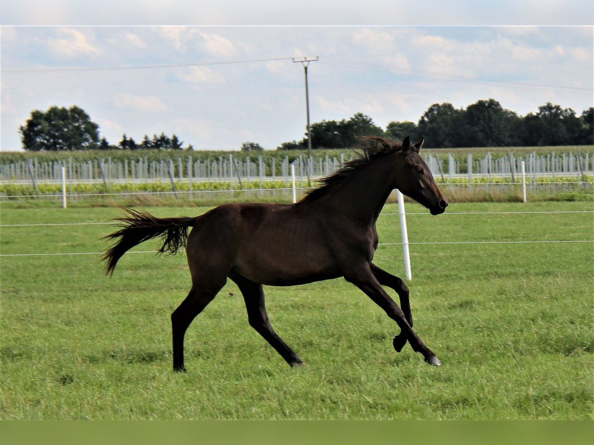 Oldenburg Mare 2 years Smoky-Black in Hankensbüttel