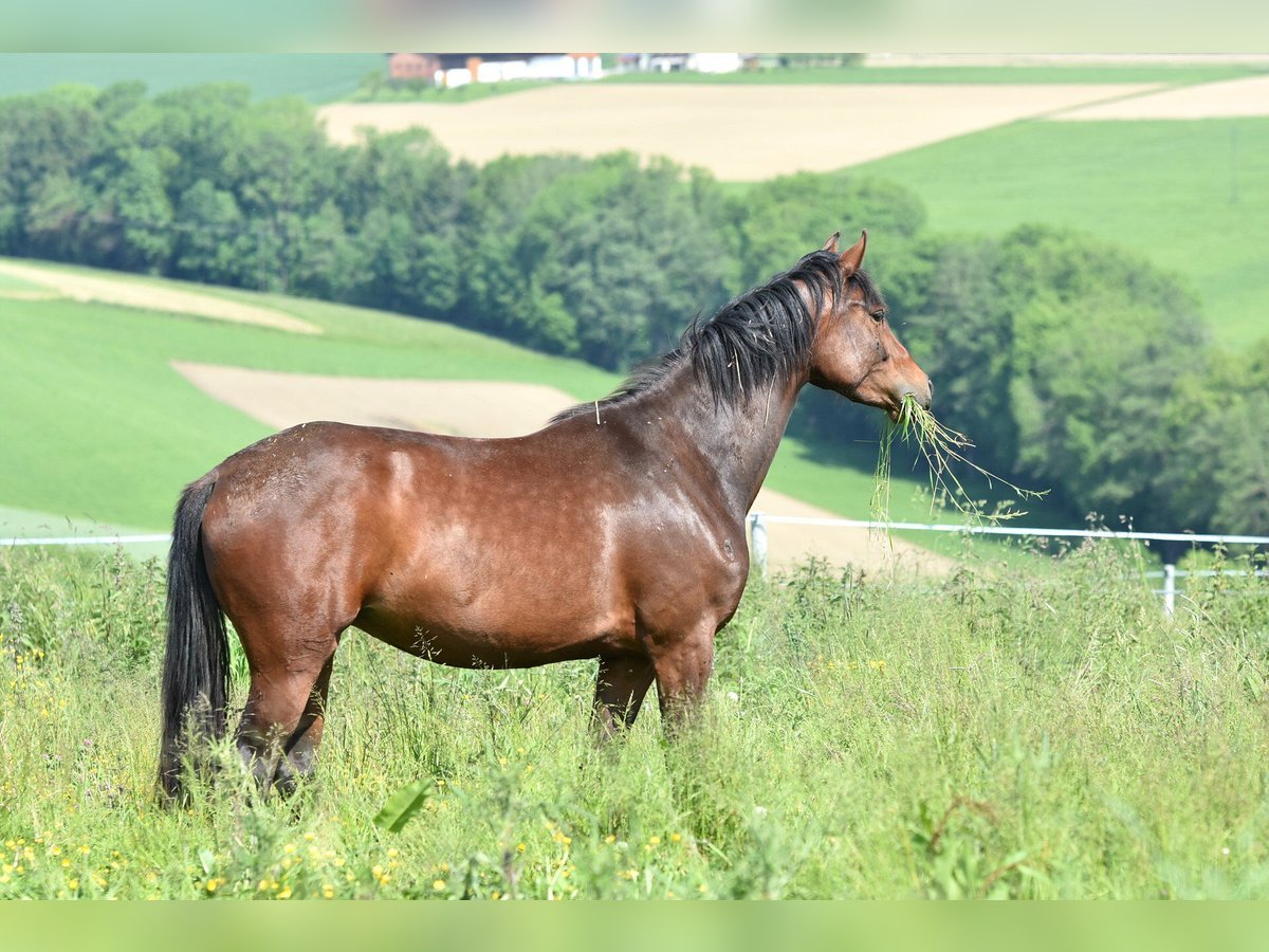 Oldenburg Mare 3 years 15,1 hh Brown in Sankt Wolfgang