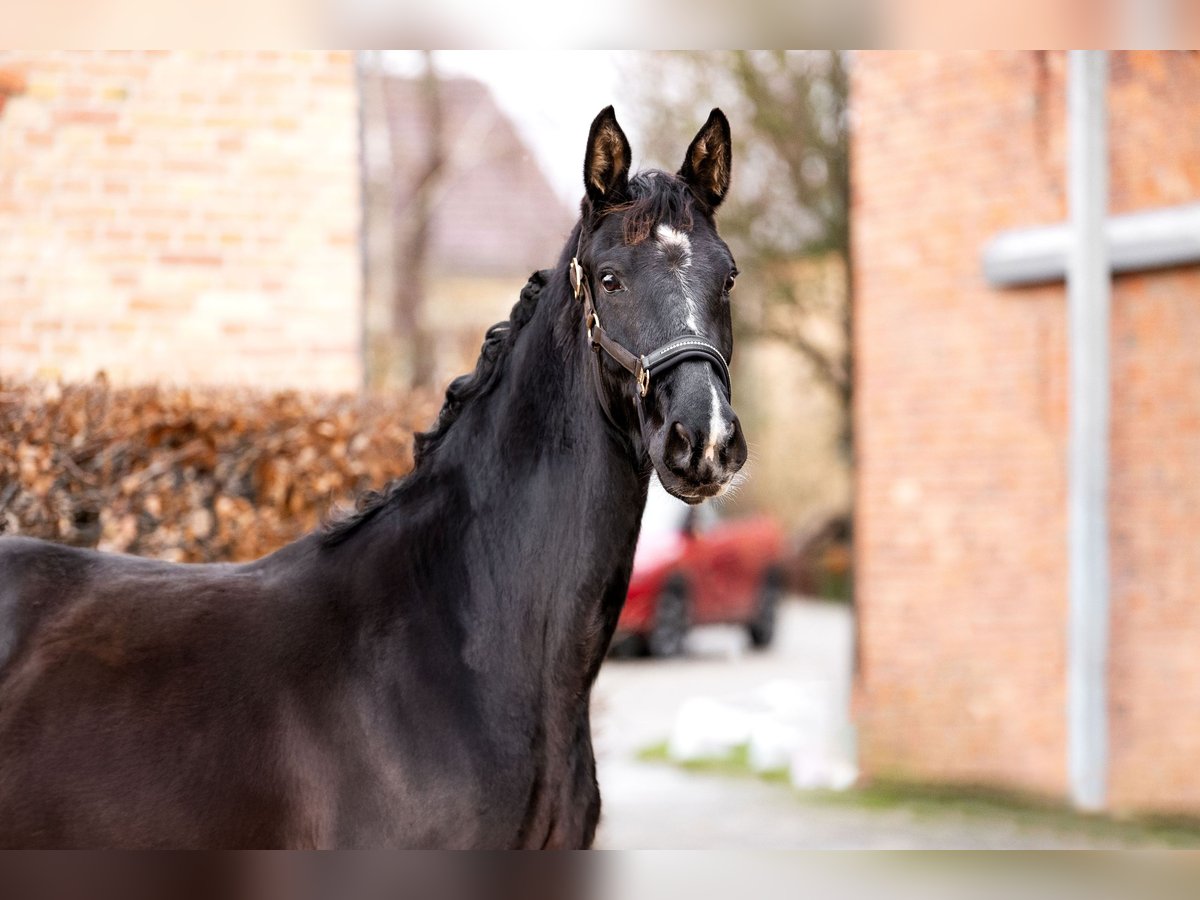 Oldenburg Mare 3 years 15,2 hh Black in Berlin