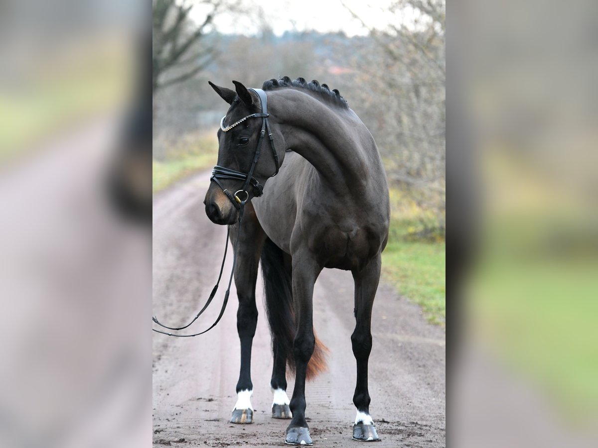 Oldenburg Mare 3 years 15,1 hh Bay-Dark in Kamern