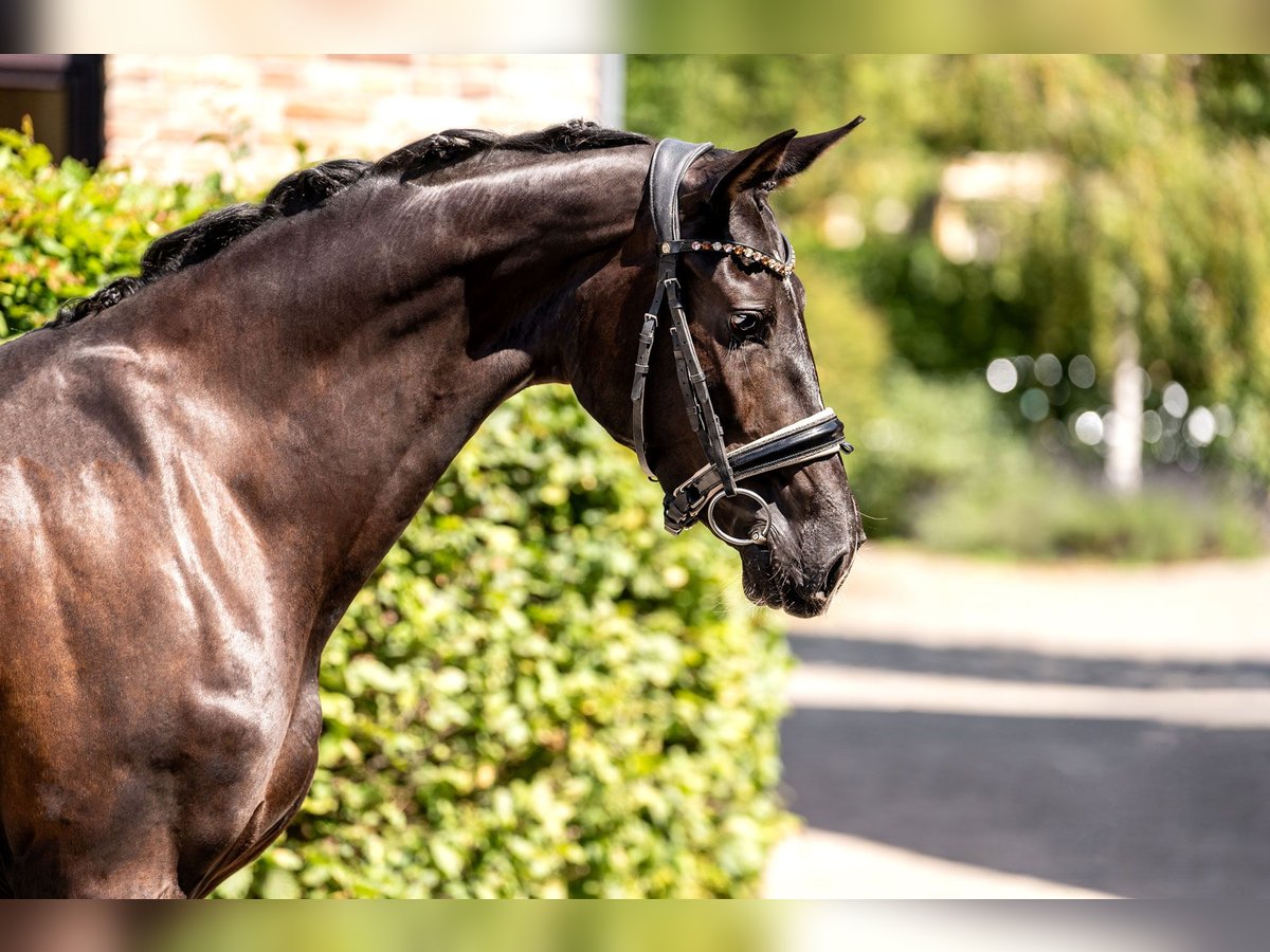 Oldenburg Mare 3 years 15,2 hh Black in Berlin