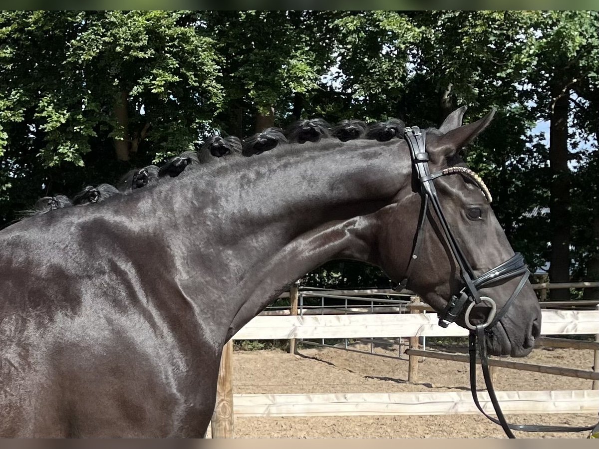 Oldenburg Mare 3 years 15,2 hh Black in Neuenkirchen-V&#xF6;rden