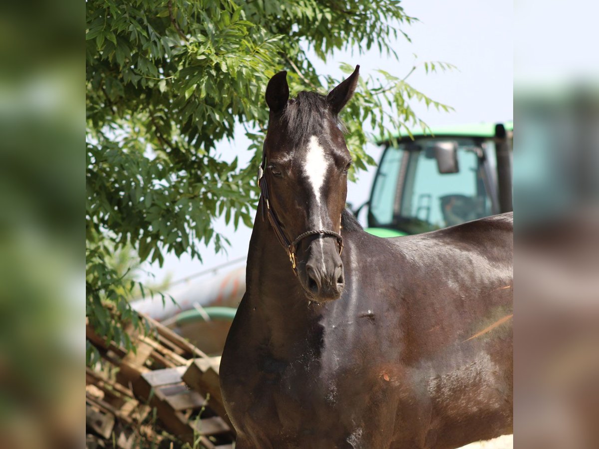 Oldenburg Mare 3 years 15,2 hh Black in Ro&#xDF;dorf