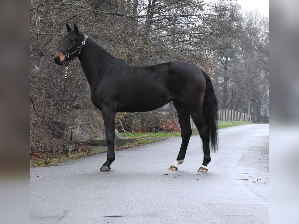 Oldenburg Mare 3 years 15,3 hh Bay-Dark in Verl