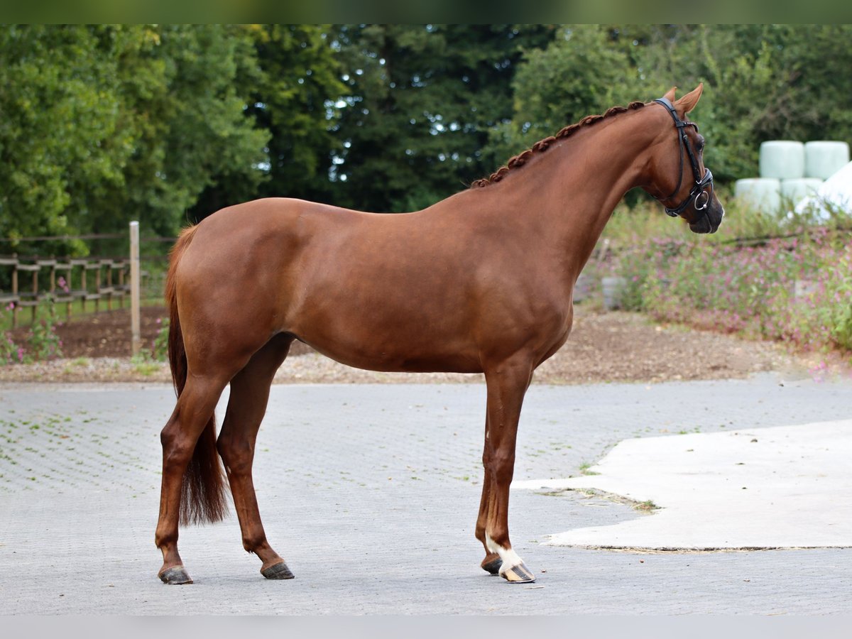 Oldenburg Mare 3 years 15,3 hh Chestnut in Lienen