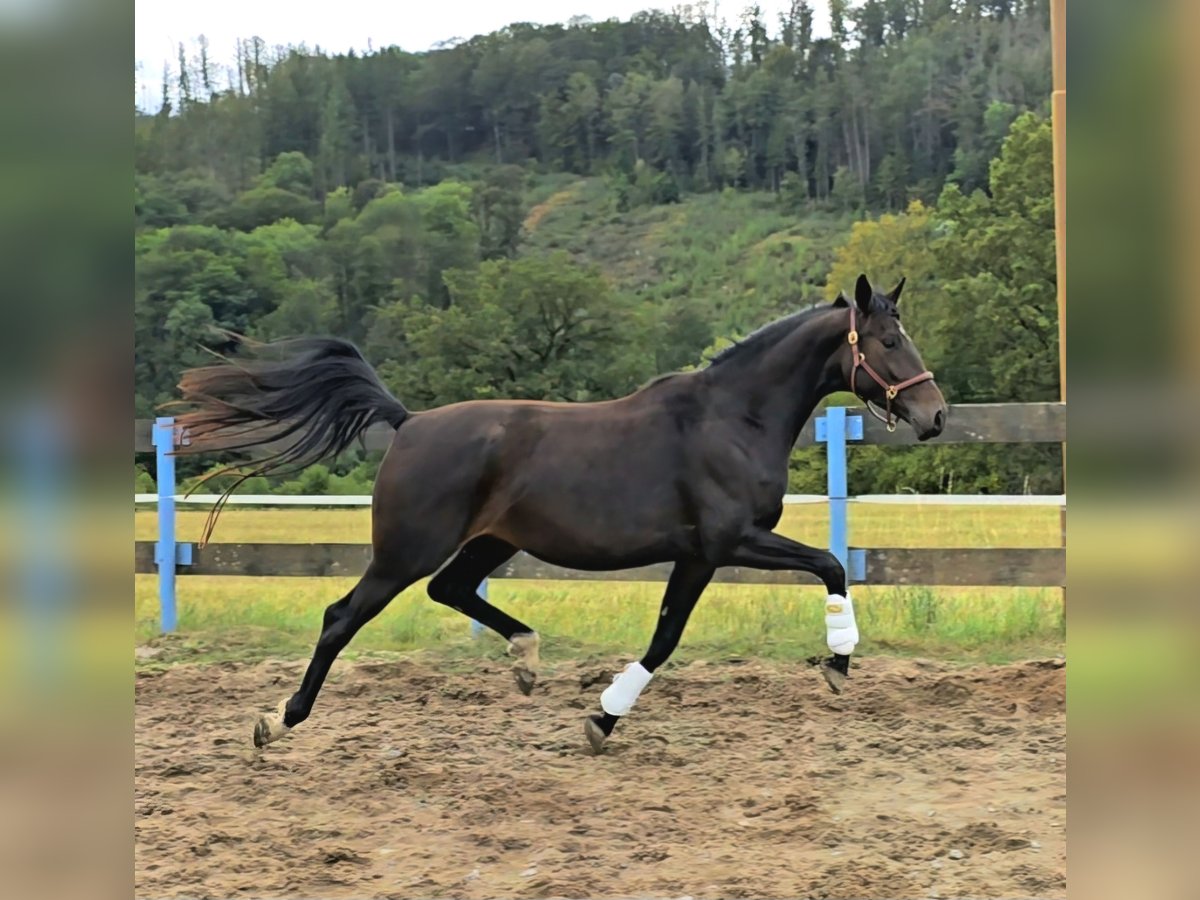 Oldenburg Mare 3 years 16,1 hh Bay-Dark in Hof