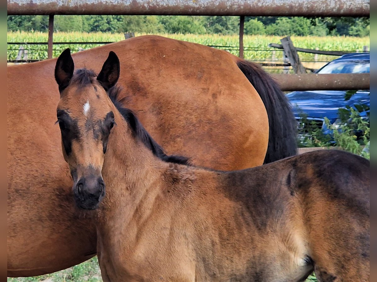 Oldenburg Mare 3 years 16,1 hh Bay-Dark in Ehrenburg