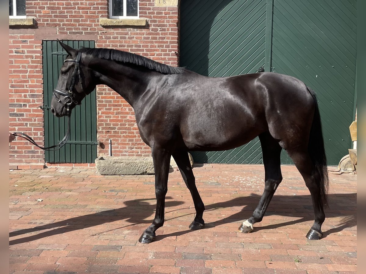 Oldenburg Mare 3 years 16,1 hh Black in Löningen