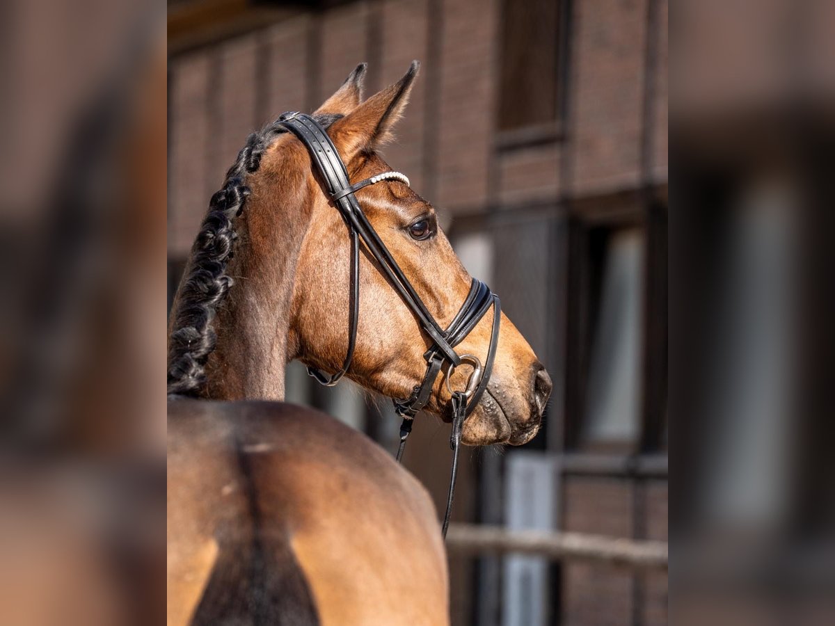 Oldenburg Mare 3 years 16,1 hh Brown in Heidesheim am Rhein