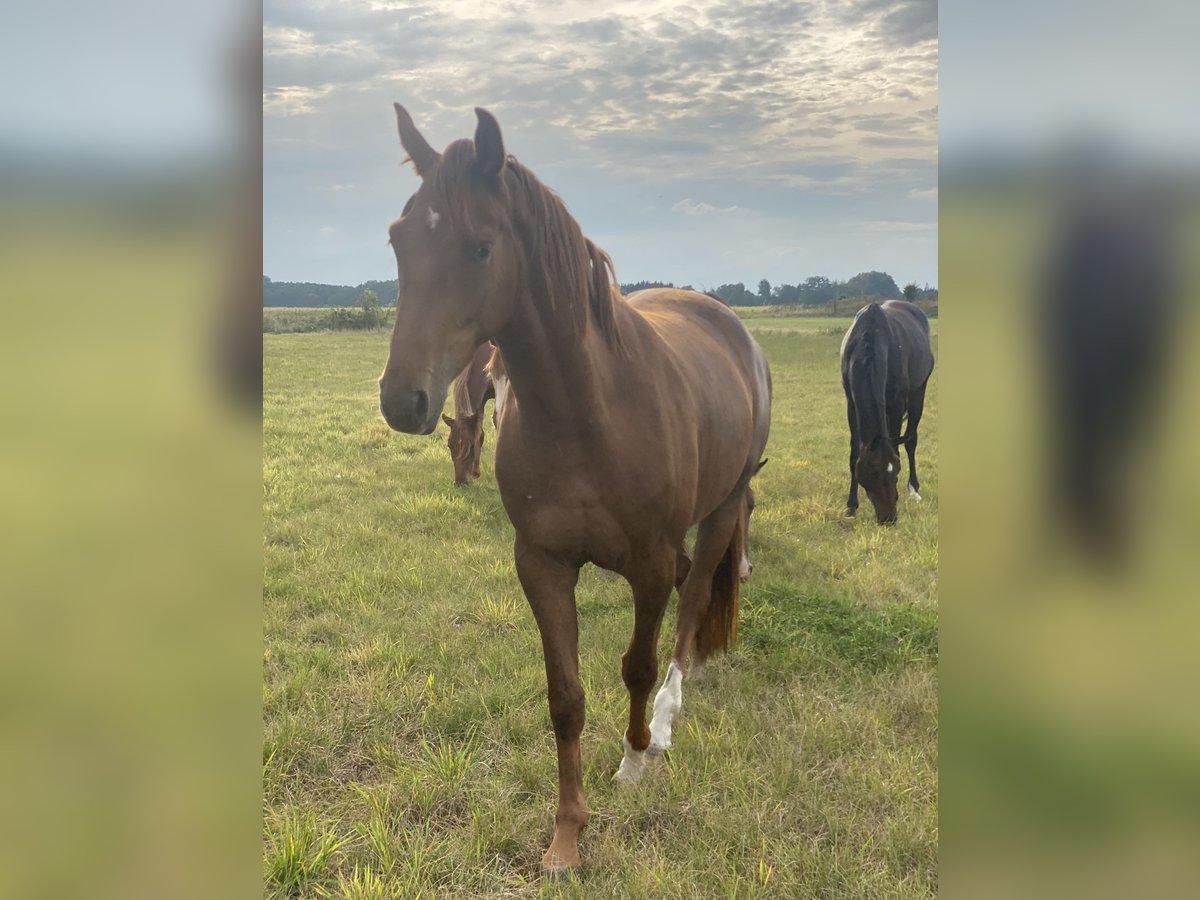 Oldenburg Mare 3 years 16,1 hh Chestnut-Red in Tespe