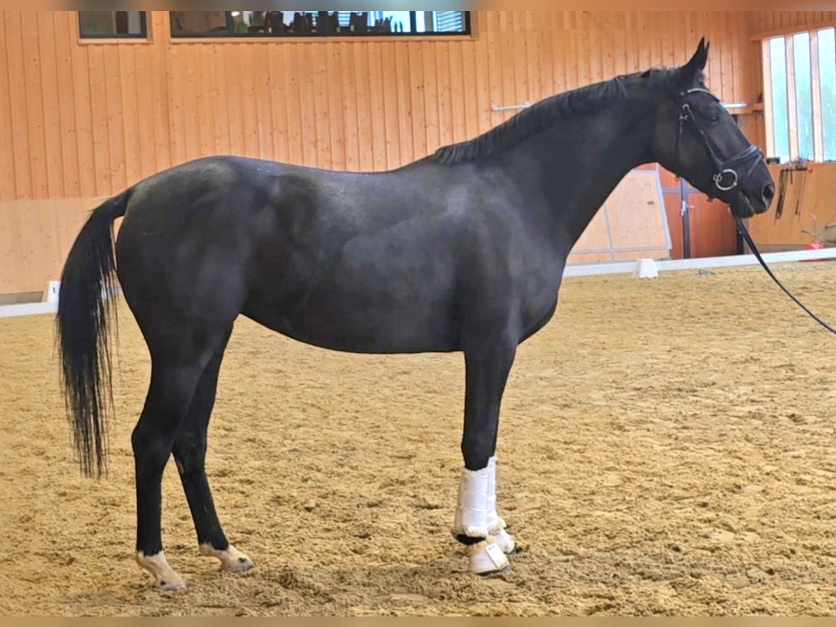 Oldenburg Mare 3 years 16,2 hh Black in Wolfsbach