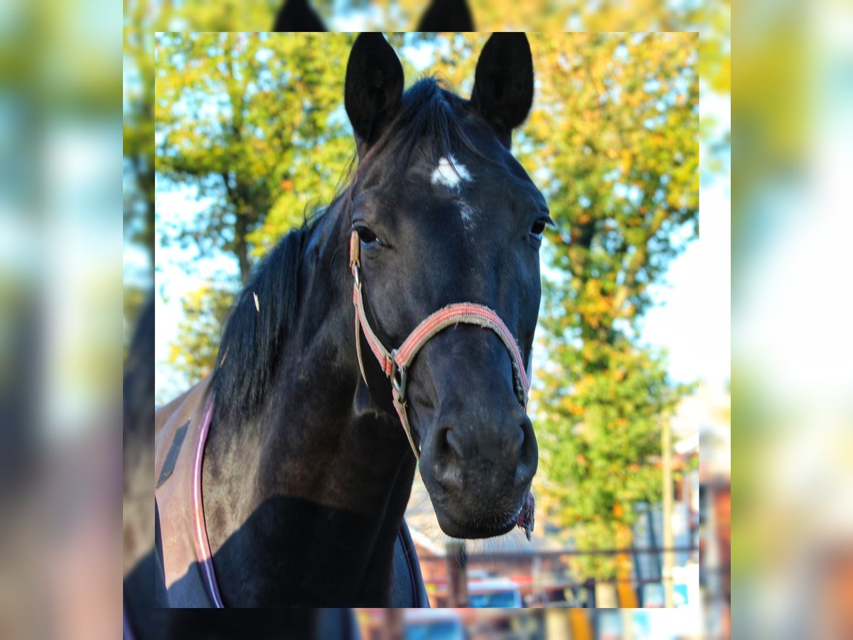 Oldenburg Mare 3 years 16,2 hh Black in Löningen