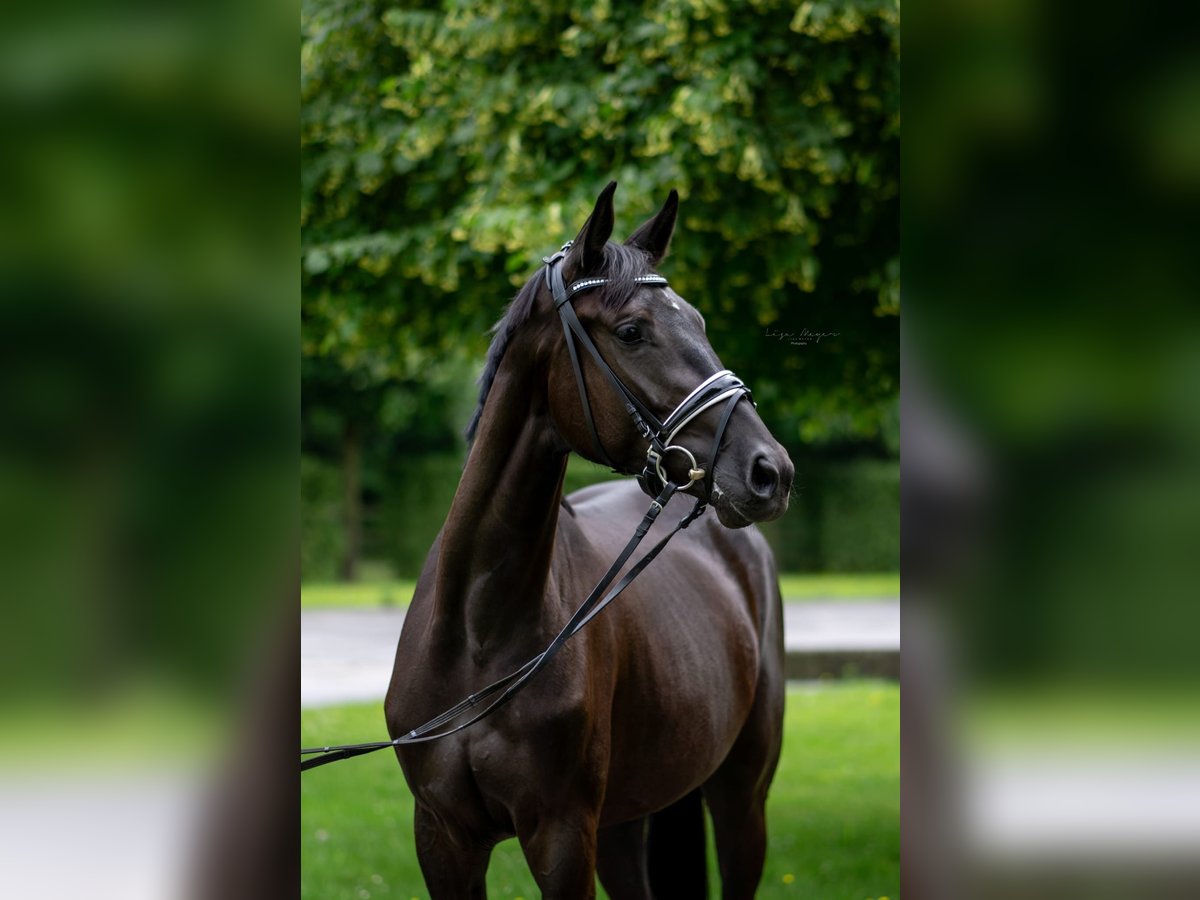 Oldenburg Mare 3 years 16,2 hh Black in Rosendahl